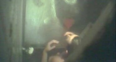 എബണി ബേബി വലിയ വെളുത്ത കോഴി കുടിച്ചു കഴുത